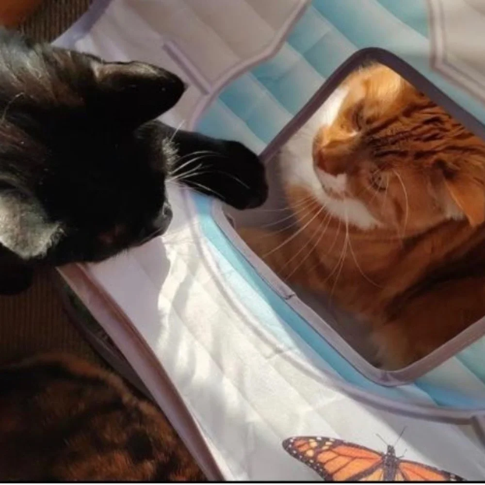 NWT! Cat Kitten Camper With Door, Window & Sunroof Toy with Catnip